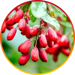 Berberine is a HepatoBurn ingredient