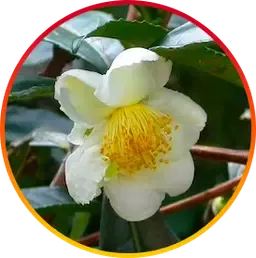Camellia Sinensis is a HepatoBurn ingredient