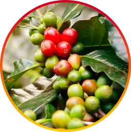 Chlorogenic Acid is a HepatoBurn ingredient