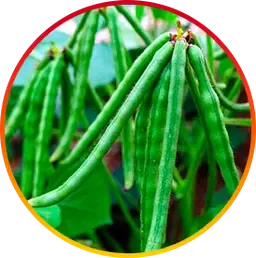 Choline is a Hepatoburn ingredient