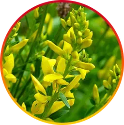 Genistein is a HepatoBurn ingredient