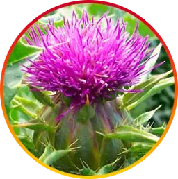 Silymarin is a HepatoBurn ingredient
